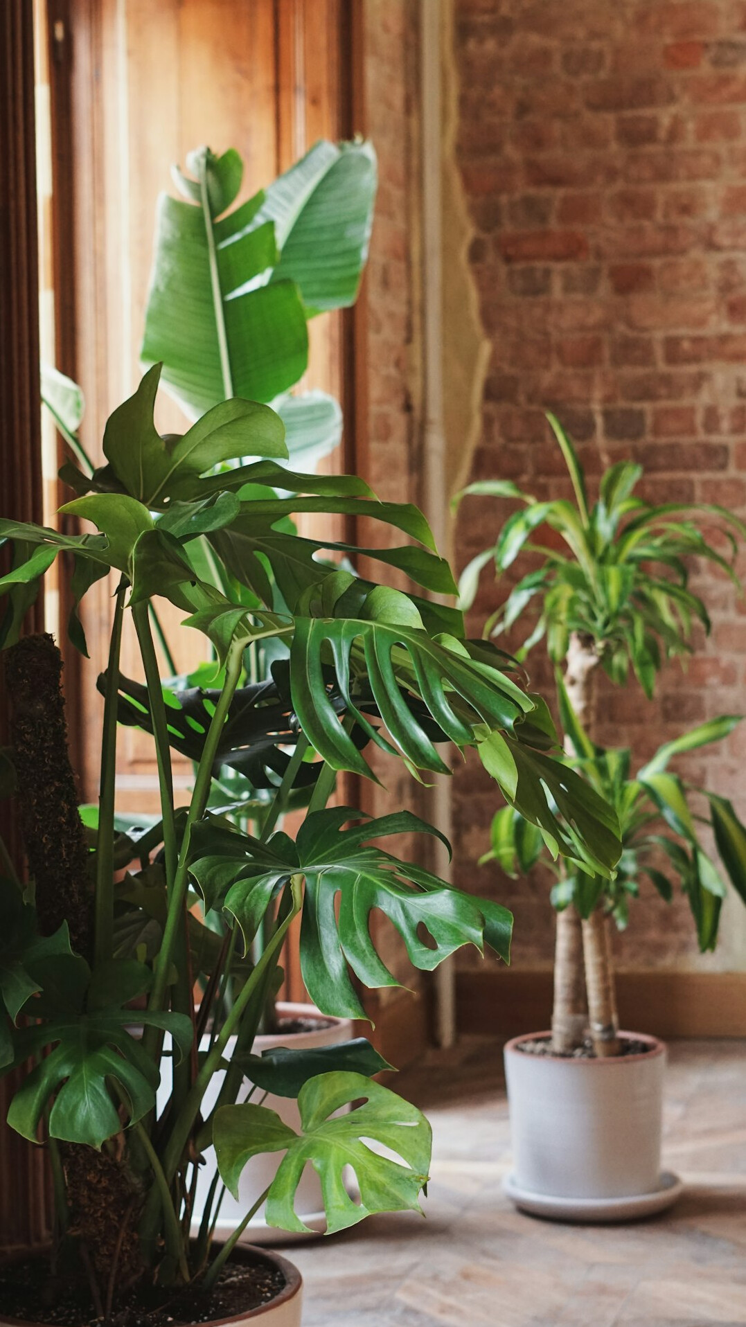 Green plants in a bright modern office space